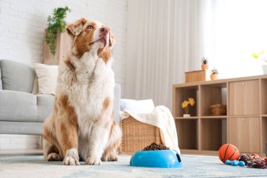 Avustralya çoban köpeği, oyuncaklar ve evde kuru hayvan mamasıyla dolu kase.