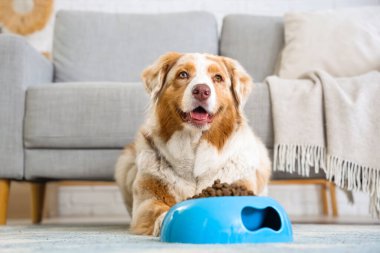 Avustralya çoban köpeği ve evde kuru evcil hayvan yiyeceği ile bovling