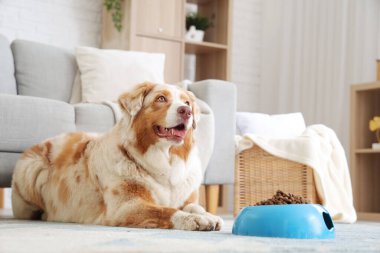 Avustralya çoban köpeği ve evde kuru evcil hayvan yiyeceği ile bovling