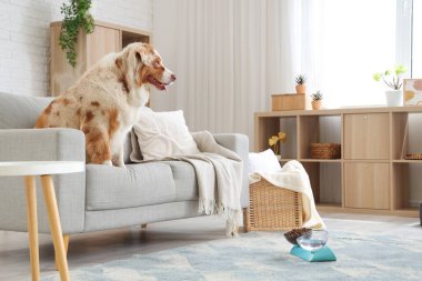 Tatlı Avustralya çoban köpeği kanepede, evdeki kuru evcil hayvan yiyeceği ve suyla besleniyor.