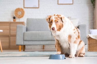 Tatlı Avustralya çoban köpeği ve evde bowling.