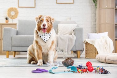 Tatlı Avustralya çoban köpeği, evcil hayvan maması ve oyuncaklarla dolu bir kase.