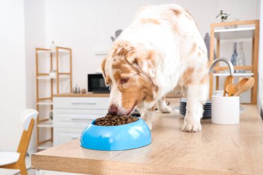Avustralya çoban köpeği mutfaktaki masada lezzetli hayvan maması yiyor.