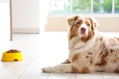 Avustralya çoban köpeği ve evde kuru hayvan mamasıyla bovling, yakın plan.
