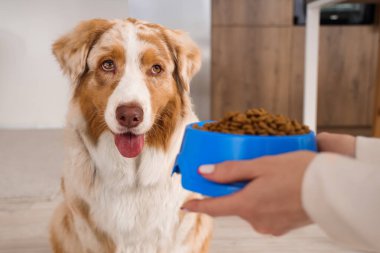 Avustralya çoban köpeği ve dişi elleri evde bir kase kuru evcil hayvan yiyeceğiyle yakın plan.