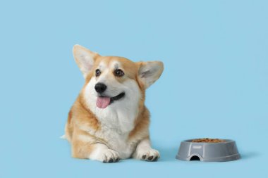 Mavi arka planda bir kase kuru yiyeceği olan şirin Corgi köpeği.