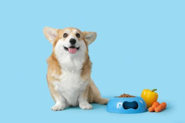 Tatlı Corgi köpeği, bir kase kuru yiyecek ve taze sebzeyle mavi arka planda oturuyor.