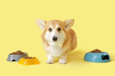 Sarı arka planda kuru yiyecek kâseleriyle şirin Corgi köpeği.