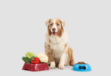 Tatlı Avustralya çoban köpeği ve sebzeli kaseler ve gri arka planda kuru yiyecekler.