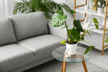 Kanepe, oturma odasının içinde saksı ve biblo olan cam masa.