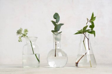 Grunge beyaz arka planda bitki ve şifalı bitkilerle dolu laboratuvar camları.