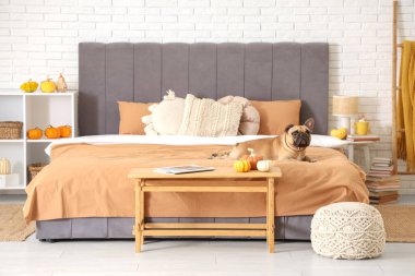 Yatakta sonbahar süsleriyle yatan tatlı Fransız bulldog 'u.