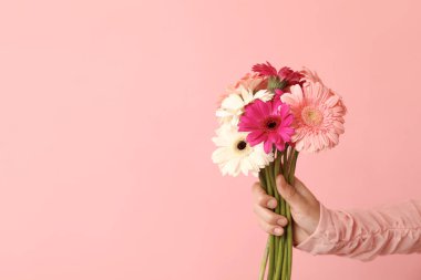 Pembe arka planda güzel Gerbera çiçeklerini tutan kadın.