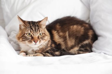 Evdeki odada, yatakta yatan sevimli kedi.