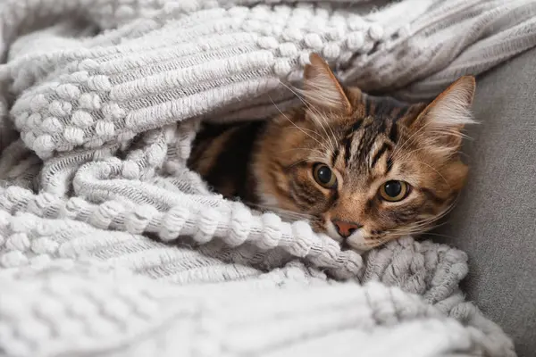 Yumuşak battaniyeye sarılı şirin kedi evdeki oturma odasında kanepede yatıyor.