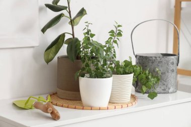 Işık duvarının yanındaki tuvalette bahçe aletleri olan bitkiler