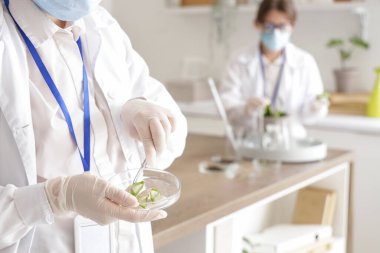 Laboratuvarda Petri kabıyla çalışan kadın bilim adamı.