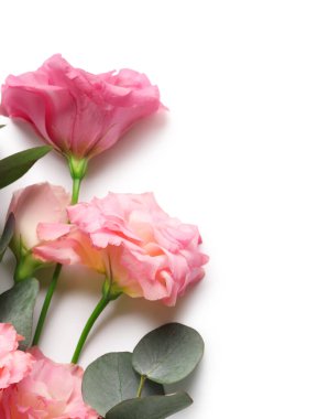 Güzel pembe Eustoma çiçekleri ve beyaz arka planda okaliptüs.