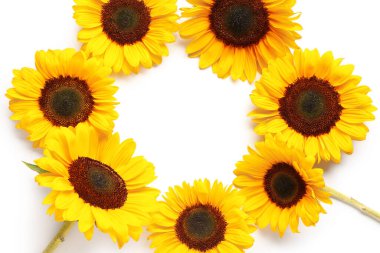Beyaz arkaplanda güzel ayçiçeklerinden yapılmış çerçeve