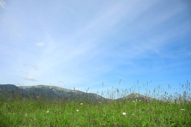 Karpatya dağlarında kır çiçekleri olan çayır