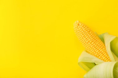 Sarı arka planda taze mısır koçanı
