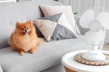 Oturma odasındaki kanepede elektrikli vantilatörlü şirin Pomeranya salyası.