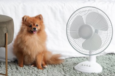 Yatak odasında yerde duran elektrikli vantilatörlü şirin Pomeranya tükürüğü.