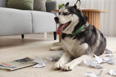 Oturma odasında yırtık kağıtlı yaramaz Husky köpeği.