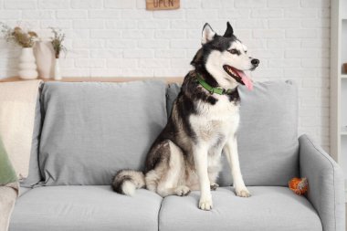 Oturma odasındaki kanepede oturan sevimli Husky köpeği.