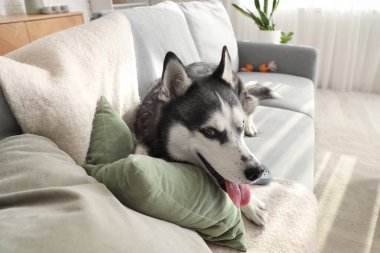 Oturma odasındaki kanepede uzanmış şirin Husky köpeği.