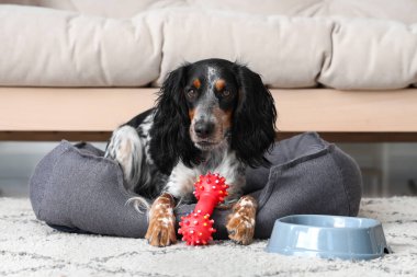 Sevimli cocker spaniel oyuncağı ve bir kase suyla evcil hayvan yatağında uzanıyor.