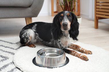 Oturma odasında bir kase suyla duran sevimli cocker spaniel.