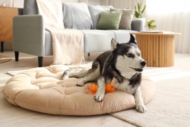 Evcil hayvan yatağında uzanıp duran sevimli Husky köpeği.