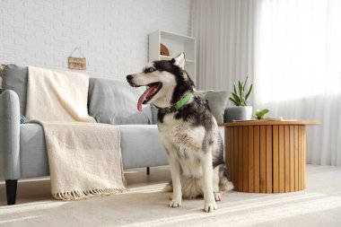 Oturma odasında sevimli Husky köpeği