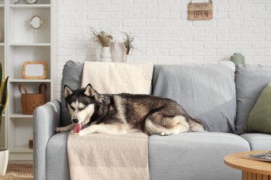 Oturma odasındaki kanepede yatan sevimli Husky köpeği.
