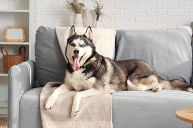 Oturma odasındaki kanepede yatan sevimli Husky köpeği.