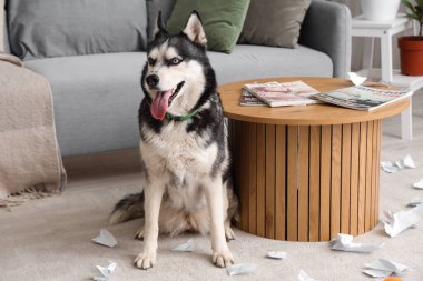Oturma odasında yırtık kağıtlı yaramaz Husky köpeği.