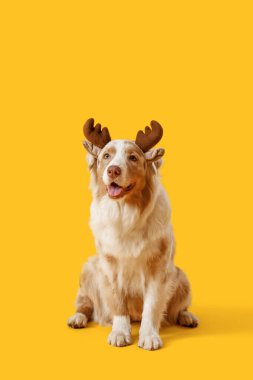 Sarı arka planda geyik boynuzları takmış şirin Avustralya çoban köpeği. Noel kutlaması