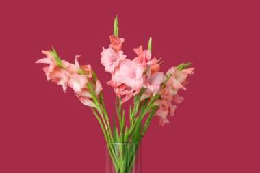 Pembe arka planda bir buket güzel gladiolus çiçeği olan cam vazo.
