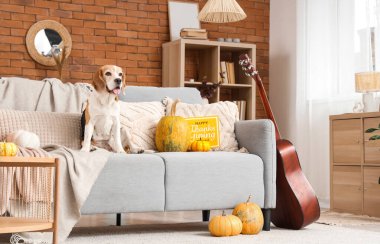 Sevimli Beagle köpeği evdeki Şükran Günü için elinde balkabağı ve tebrik kartıyla kanepede yatıyor.