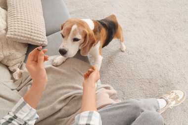 Tedavi gören genç bir kadın tatlı Beagle köpeğini evde eğitiyor.