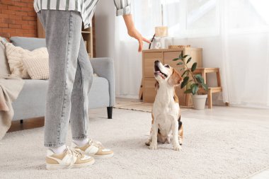 Beagle köpeğini evde eğiten genç bir kadın.