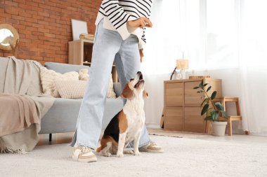 Tedavi gören genç bir kadın tatlı Beagle köpeğini evde eğitiyor.