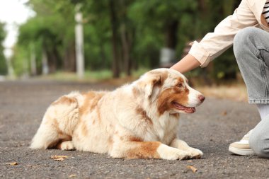 Avustralya çoban köpeğini parkta eğiten genç bir kadın.