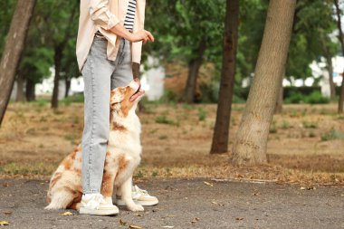 Avustralya çoban köpeğini parkta eğiten genç bir kadın.
