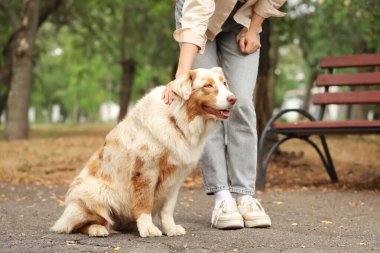 Avustralya çoban köpeğini parkta eğiten genç bir kadın.