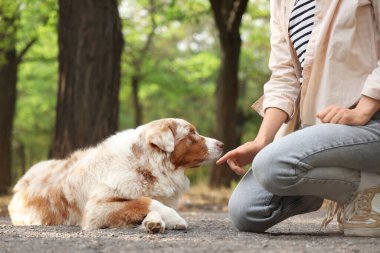 Avustralya çoban köpeğini parkta eğiten genç bir kadın.