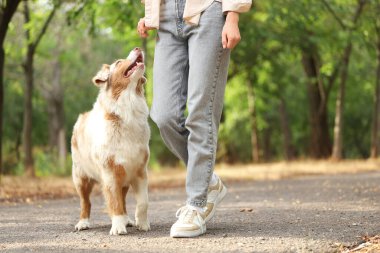 Avustralya çoban köpeğini parkta eğiten genç bir kadın.