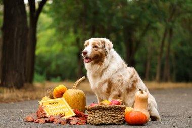 Balkabaklı şirin Avustralya çoban köpeği, sonbahar yaprakları ve Şükran Günü için açık hava tebrik kartı.