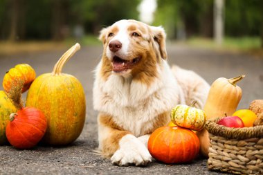 Dışarıda balkabaklı şirin Avustralya çoban köpeği. Şükran Günü kutlaması